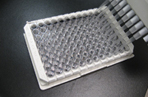 Antioxidant Assays